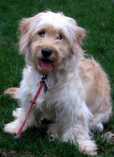 Goldendoodles Puppies for Sale
